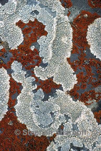 see how micro patterns of lichen on a rock can look like macro patterns of aerial photography, there is a magnificent repetition in natures designs and an endlessly unique form to her creations. BRAVO! Lichen Aesthetic, Lichen Photography, Fungi Microscopic, Lichen On Trees, Moss Close Up, Lichen Moss, Rock Textures, Plant Fungus, Texture Inspiration