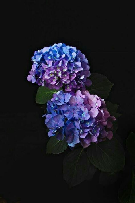 Hydrangea Wallpaper, Aesthetic Drawings, Hand Flowers, Dark Flowers, Flowers Black, Flowers Wallpaper, Foto Art, Aesthetic Photography Nature, Photography Wallpaper