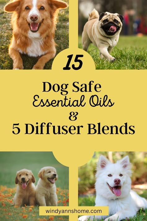 15 Dog Safe Essential Oils and 5 Diffuser Blends - www.windyannshome.com Dog Friendly Essential Oil Diffuser Blends, Pet Safe Essential Oil Blends, Essential Oil Recipes Safe For Dogs, Essential Oil Diffuser Blends Safe For Dogs, Dog Diffuser Blends, Dog Safe Simmer Pot, Dog Safe Essential Oils To Diffuse, Pet Friendly Essential Oil Blends, Calming Essential Oil Blend For Dogs