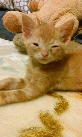 Seamus Conal my Ginger kitty at about 8 or 9 weeks old. I took this pic while he was half awake. 2 Ginger Cats, Funny Ginger Cat Pictures, Cats Ginger And White, Half Awake, Cat Aesthetic Ginger, Orange Cat Sleeping, Old Cats, Ginger Cats, Ginger