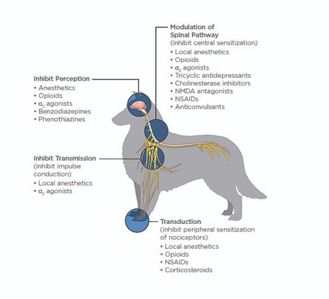 Vet Tech Anesthesia, Veterinary Anesthesia, Vet Tech Student, Vet Technician, Vet Nurse, Vet Medicine, Vet Med, Veterinary Technician, Veterinary Medicine