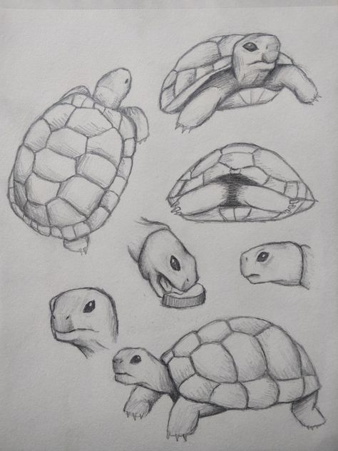 Tortoise Sketch Art, Pictures Of Turtles To Draw, Simple Tortoise Drawing, Tortoise Line Art, Tortoise Drawing Simple, Tortoise Drawing Easy, Realistic Turtle Drawing, Turtle Drawings Easy, Tortoise Drawings