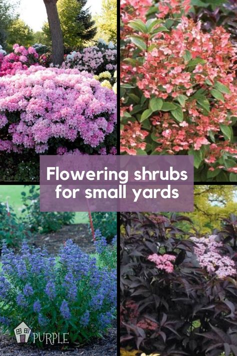 These flowering bushes can add lots of long-lasting color and personality to your small yard and are large enough to make a big statement. In fact, a lot of the perennial shrubs I’ll mention bloom for weeks and even months on end.  #shrubs #bushes #flowering Perennial Bushes, Perennials Low Maintenance, Shrubs For Landscaping, Full Sun Shrubs, Flowering Bushes, Small Yards, Full Sun Perennials, Simple Garden, Small Shrubs