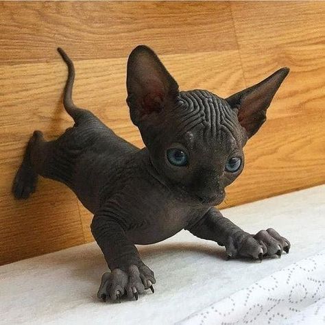 Sphynx Kittens Are Out-Of This- World Cute With Their Alien Faces And Sweet Wrinkles - I Can Has Cheezburger? Sphynx Kittens For Sale, Hairless Kitten, Cute Hairless Cat, Sphinx Cat, Hairless Cat, Sphynx Cat, Sphynx, Cute Kittens, Pretty Cats