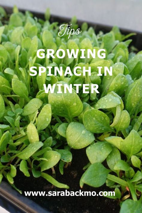 Planting Spinach, Grow Spinach, Dirt Therapy, Growing Spinach, Spinach Seeds, Growing Vegetables In Pots, Water Spinach, Growing Lettuce, Herb Gardening