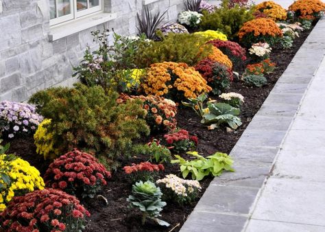 Once your lawn is looking its best, spice it up with a splash of color. As your summer plants start to fade, replace them with vibrant mums or other colorful flowers. Mum Landscape Ideas, Landscaping With Mums, Mums Landscaping, Fall Landscaping Ideas, Landscaping Beds, Fall Landscaping Front Yard, Fall Curb Appeal, Mum Garden, Fall Blooming Flowers