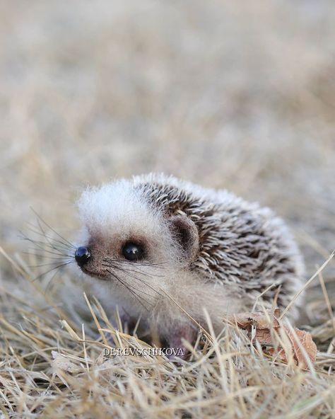 Artist Creates Adorable Animals Using Needle Felting Technique. -InspireMore Baby Skunks, Adorable Baby Animals, Fairy Statues, Africa Animals, Woodland Critters, Cute Small Animals, Gorgeous Cats, Super Cute Animals