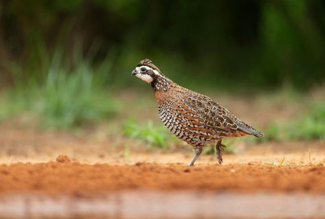 The Decline of Bobwhite Quail Populations During the 20th Century | Mossy Oak Quail Habitat, Grafting Fruit Trees, Bobwhite Quail, Quail Hunting, Forest And Wildlife, Bird Hunting, English Cocker Spaniel, Hunting Trip, Bird Dogs