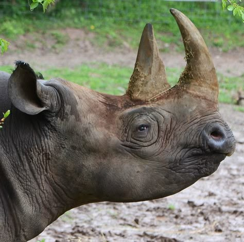 Rhino Species, Sumatran Rhino, Black Rhinoceros, South African Homes, Save The Rhino, Wild Animals Photography, White Rhino, Black Rhino, Animals Photography