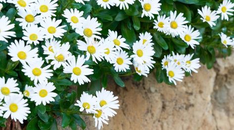 How to Plant, Grow, and Care For Montauk Daisies Montauk Daisies, Montauk Daisy, Shasta Daisies, Rooting Hormone, Insecticidal Soap, Replant, Types Of Soil, Rock Garden, Flower Beds