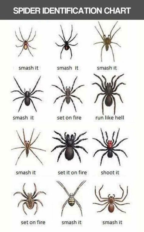 Spiders For Spidersona, Spider Identification Chart, Spider Ideas, Spider Chart, Australian Spider, Spider Identification, Common Spiders, Types Of Spiders, Garden Spider