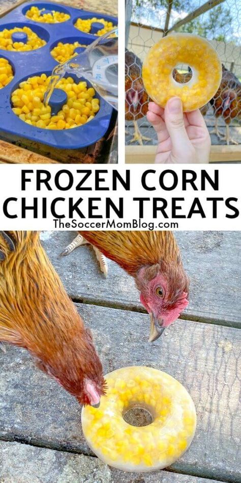 Chicken Coops Designs, Cute Chicken Coupe Ideas, Frozen Chicken Treats Diy, Chicken Coop Egg Catcher, Simple Diy Chicken Coop Ideas, Chicken Obstacle Course, Chicken Fodder System Diy, Chicken Scraps List, Chicken Treats Diy