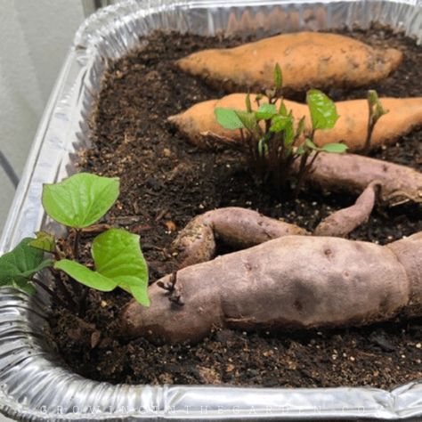 A Fast and Easy Way to Make Sweet Potato Slips | Growing In The Garden Allotment Plan, Grow Sweet Potatoes, Recipes Sweet Potato, Sprouting Sweet Potatoes, Sweet Potato Slips, Sweet Potato Plant, Growing Sweet Potatoes, Sweet Potato Recipe, Growing Carrots