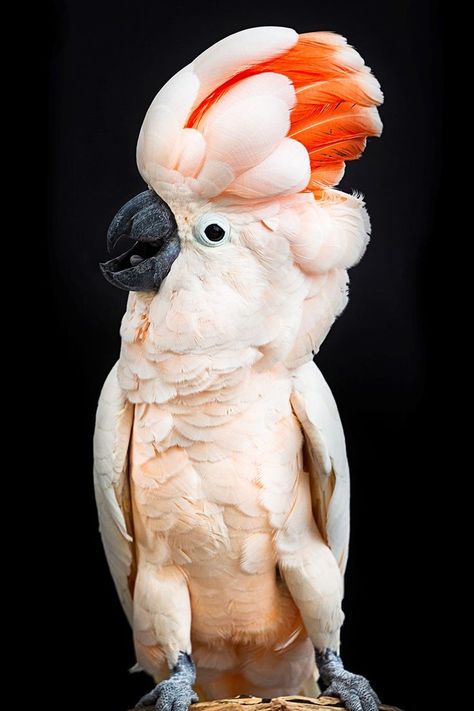 Moluccan Cockatoo’s have incredible emotional intelligence, and are highly complex. Moluccan Cockatoo, Parrot Diet, Galah Cockatoo, Toucan Art, Bird Reference, African Grey Parrot, Exotic Bird, Extinct Animals, African Grey