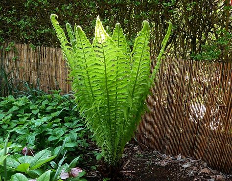 Shuttlecock fern Matteuccia struthiopteris | Gardeners Corner - The Friendly Gardening Forum Garden Design Low Maintenance, Plants For Small Gardens, Garden Palette, Lily Turf, Liriope Muscari, Fern Garden, Back Garden Ideas, Plants Tropical, Back Garden Design