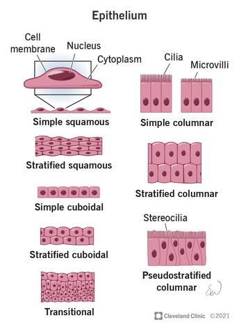 Epithelium: What It Is, Function & Types Tissue Types Anatomy, Epithelial Tissue Anatomy Notes, Types Of Epithelial Tissue, Tissues Anatomy, Epithelium Tissue, Squamous Epithelium, Med Quotes, Anatomy And Physiology 1, Teas Test Prep