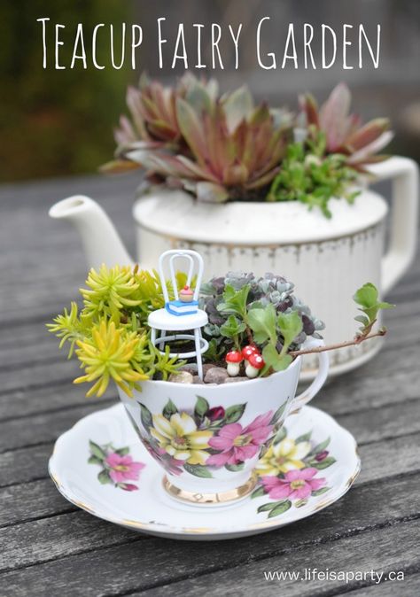 Teacup Fairy Garden, Indoor Fairy Gardens, Teacup Gardens, Fairy Garden Ideas, Fairy Garden Plants, Fairy Garden Designs, Garden Ideas Cheap, Mini Fairy Garden, Tea Diy