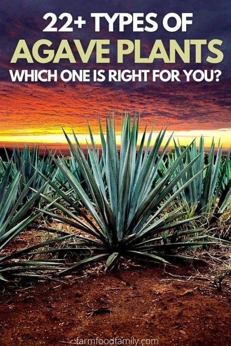 22+ Different Types of Agave Plants: Which One is Right for You? 22 Types Of Agave Plants, Agave Plants, Plant Varieties, Blue Agave, Indoor Plant Care, Agave Plant, Agaves, Plant Pictures, Yellow Leaves