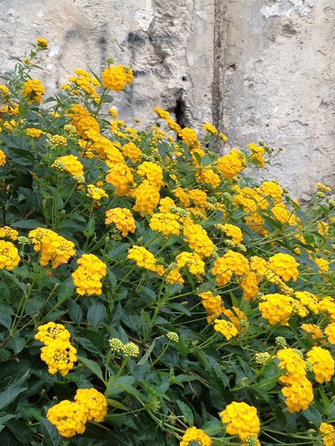 Yellow Park, Yellow Lantana, Lantana Plant, Sicily, Labour Day, Labor, Art Painting, Yellow, Plants