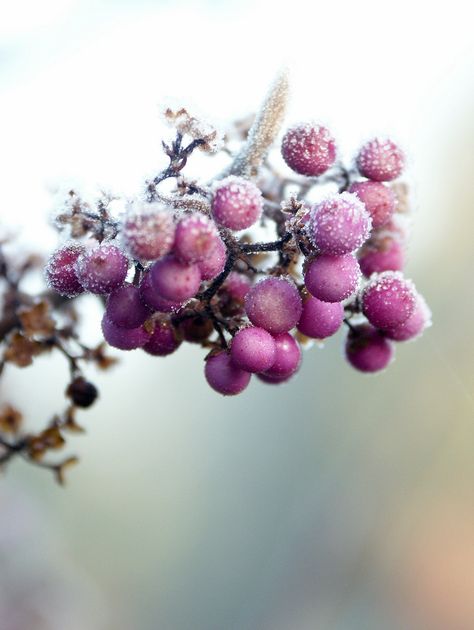 purple berries Frosted Berries, Purple Berries, Winter Color Palette, Winter Cottage, I Love Winter, Winter Magic, All Things Purple, Purple Rain, Winter Colors