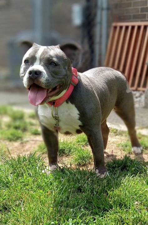 Pocket bully American Bullies, Pocket Bully, American Bully