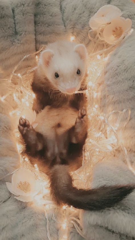 Ferret Squishmallow, Aesthetic Ferret Pictures, Ferret Background, Ferret Wallpaper Aesthetic, Ferret Wallpaper Iphone, Cute Ferrets Aesthetic, Ferret Wallpaper, Ferret Aesthetic, Funny Ferrets