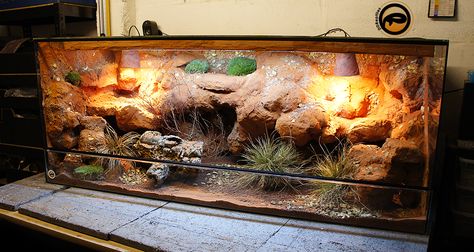 Bearded Dragon Setup, Diy Bearded Dragon Enclosure, Bearded Dragon Vivarium, Bearded Dragon Terrarium Ideas, Dragon Terrarium, Diy Reptile, Bearded Dragon Diy, Dragon Pet, Bearded Dragon Terrarium