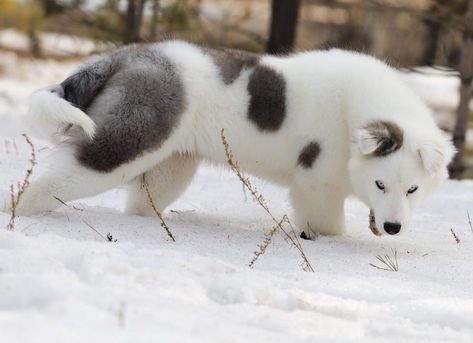 Yakutian Laika Kharyskhal Lena, 4 months 😍 From @kharys_khal @downloader_ #arispedigree #yakutianlaika Red Husky Puppies, Yakutian Laika, Service Dogs Breeds, Red Husky, Black Puppy, Spotted Dog, My Husky, Animal References, Very Cute Dogs