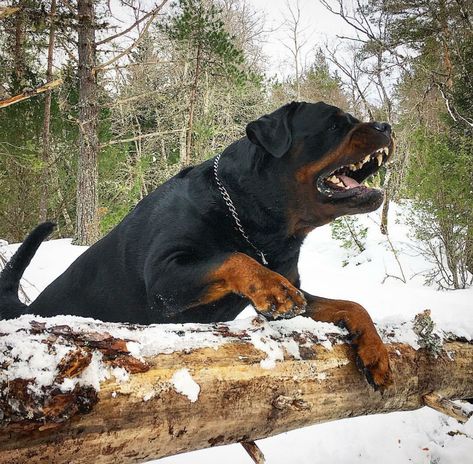 Rottweiler Protection, Banned Dog Breeds, Rottweiler Tattoo, Rottweiler Love, Rottweiler Lovers, Rottweiler Puppies, Rottweiler Dog, Popular Dog, Working Dogs