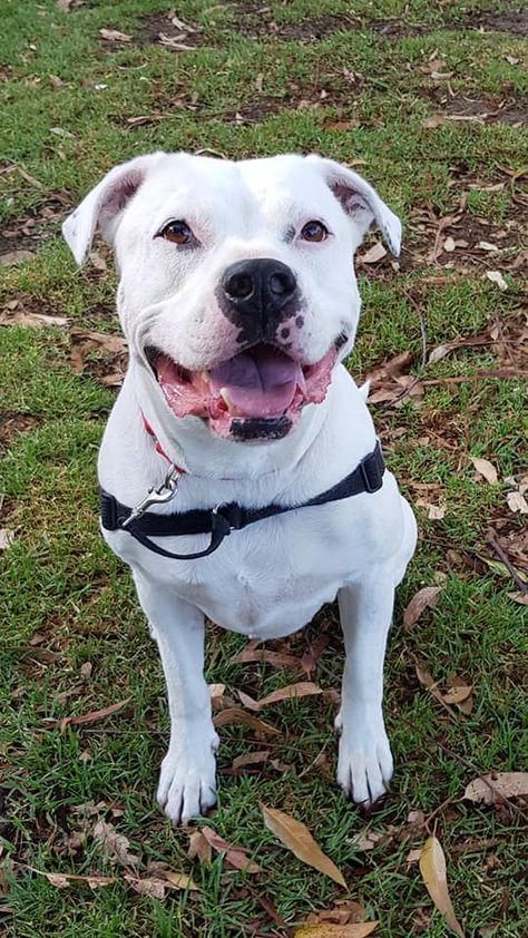 Stone ~ 1.10 year old male American Staffordshire Bull Terrier mix ~ adopted September 2018 & returned ~ adopted 21.6.2019 & returned ~ adopted 1.10.2019 American Staffordshire Bull Terrier, Bull Terrier Mix, American Staffordshire, Staffordshire Bull Terrier, Terrier Mix, Bull Terrier, Year Old, Adoption, Stone