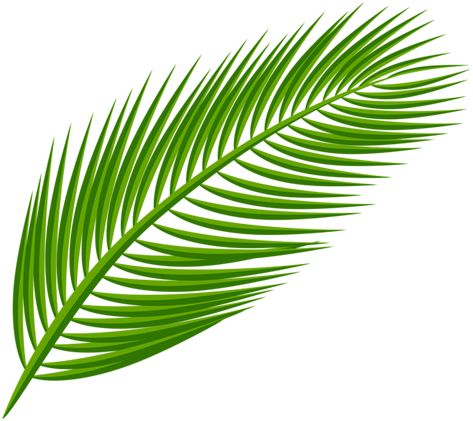 Palm Leaf Transparent Clip Art Image Monstera Deliciosa Tattoo, Leaves Template, Screen Savers Wallpapers Backgrounds, Palm Tree Leaf, Graphic Design Posters Layout, Plant Background, Palm Tree Leaves, Hd Nature Wallpapers, Leaves Illustration