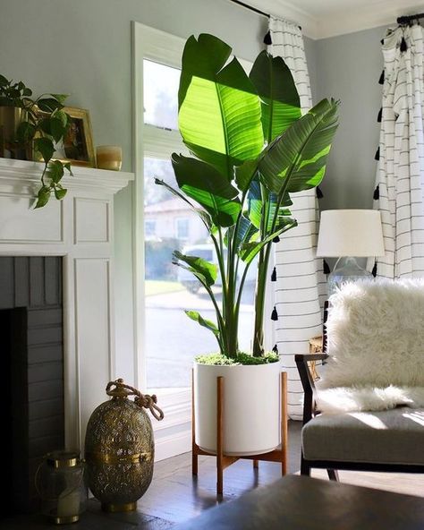 The Best Living Room Decorating Ideas Under Windows | Decoholic Living Room Plants Decor, Living Room Plants, Hanging Plants Indoor, Plant Decor Indoor, Interior Plants, House Plants Decor, House Plants Indoor, Decor Minimalist, Indoor Plant