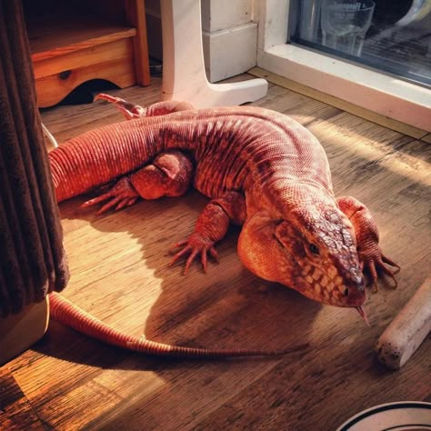 Largest Tegu in the World | Tegu Photos - Tegus From Around The World Red Tegu, Tegu Lizard, Red Lizard, Cute Lizard, Reptile Room, Monitor Lizard, Cute Reptiles, Reptile Snakes, Reptiles Pet