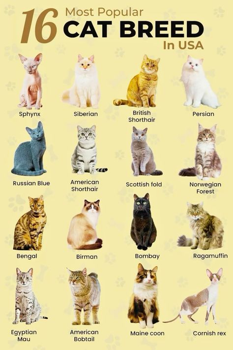 Grumpy Cat Breed, White Bengal Cat, White Cat Breeds, Cat Breeds Ragdoll, Fluffy Cat Breeds, Cat Breeds Chart, Different Cat Breeds, Most Popular Cat Breeds, Breeds Of Cats