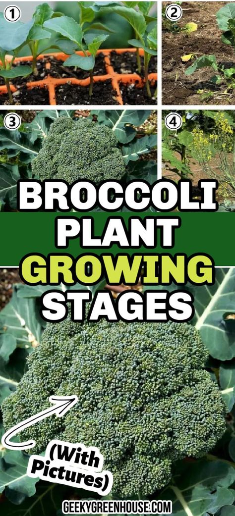 Broccoli is a very rewarding vegetable to grow in the garden. We have grown broccoli in our raised garden beds, as well as in the ground directly. Here is a guide to growing this vegetable in your garden, with detailed photos for a step-by-step process the whole way! Growing Vegetables From Scraps, Harvesting Broccoli, Cauliflower Brussel Sprouts, How To Grow Broccoli, Grow Broccoli, Small Garden Spaces, Growing Vegetables At Home, Garden In Pots, Garden Canning