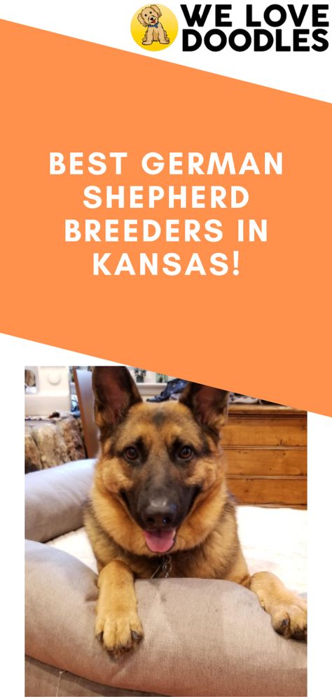 Finding the right German Shepherd breeders in Kansas can sometimes be challenging. There are plenty of breeders, but only quality service providers cut. Now for the million-dollar question; how do you find the best German Shepherd breeders? No worries. We have researched all the breeders that have proven to be outstanding in their field. The Breeders, German Shepherd Breeders, Love Doodles, Dog Breeder, Shepherd Puppies, Cute Dogs And Puppies, German Shepherd Puppies, Community Group, Dog Breed