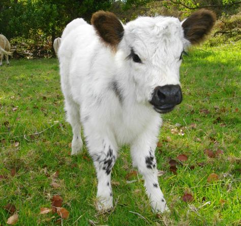 Newborn Christmas Pictures, Miniature Cows, Cow Photos, Mini Cows, Fluffy Cows, Cow Pictures, Baby Cow, Cow Calf