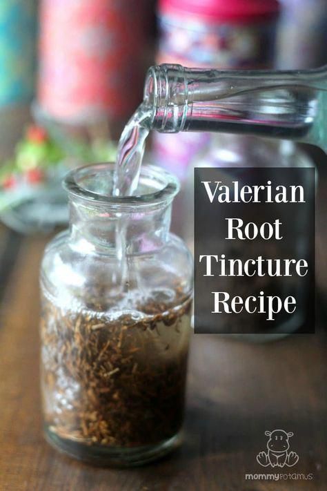 Valerian root supports relaxation & sleep, emotional well-being, focus, memory & more. Here are 6 research-backed benefits, plus how to make valerian tincture & tea. Tincture Recipes, Tinctures Recipes, Ancient Remedies, Cold Sore Remedies, Home Remedies For Cold, Remedies For Cough, Common Knowledge, Cold Sores Remedies, Herbal Tinctures