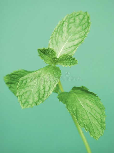 Sprig of Mint. A sprig of Mint Leaves , #spon, #Mint, #Sprig, #Leaves, #sprig #ad Mint Leaf Aesthetic, Mint Plant Aesthetic, Spice Background, Daun Mint, Mint Leaves Photography, Banana Breakfast Smoothie, Mint Photography, Mint Leaf, Watercolour Ideas