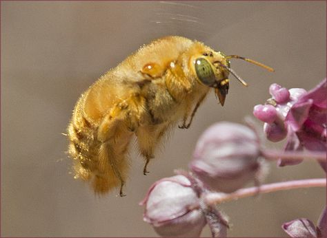 Valley Carpenter Bee (Xylocopa varipuncta)  ·  iNaturalist.org Valley Carpenter Bee, Persona Moodboard, Carpenter Bee, Molluscs, Bees And Wasps, Cool Bugs, Australia Photos, Photo C, Insect Art