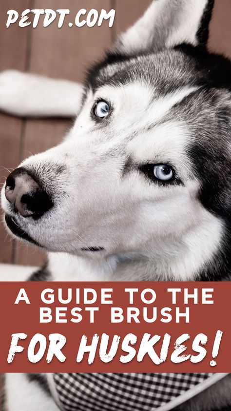 Are you looking for the best brush for Huskies? Well, let me help you with that! The amount of hair your Husky friend can produce is surprising! Huskies tend to shed and they shed their entire coat twice a year. So grooming your Husky friend should be a part of your daily routine. #huskies #huskylove Husky Owner, Pet Grooming Tools, Dog Brushing, My Husky, Best Brushes, A Husky, Brush Type, Grooming Tools, Husky Dogs