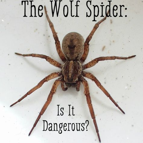 Discover the truth about wolf spiders and their potential venomous nature. Are wolf spiders poisonous? Find out in this informative blog! - #arachnids #poisonous #spiderbites #spiderfacts #spideridentification #spiderspecies #spidervenom #venomous #wolfspiders Spider Bites Pictures, Brazilian Wandering Spider, Spider Identification, Dangerous Spiders, Funnel Web Spider, Facts And Myths, Poisonous Spiders, Spider Bite, Recluse Spider