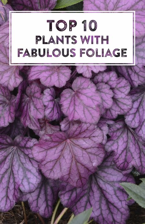 Flowers may come and go, but fabulous foliage is hard at work every single day bringing beauty to garden spaces. Some plants with fun foliage act as a backdrop for flashier flowering plants while others steal the show all on their own, find your favorite right here. Outdoor Foliage Plants, Purple Plants For Shade, Purple Foliage Plants, Statement Plants Outdoor, Purple Leaves Plants, Foliage Plants Outdoors, Verge Garden, Plants With Colorful Leaves, Growing Art