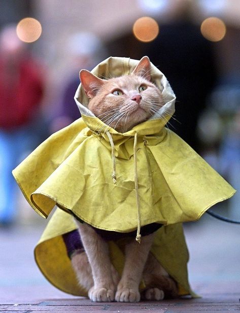 Gatto Carino, Ninja Cats, Cat Crazy, Raining Cats And Dogs, Cat Fashion, Funny Cat Videos, Cat Care, Animal Planet, Cat Gif