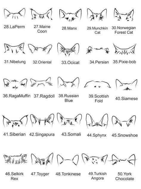 cat tattoo design cat tattoo simple cat tattoo designs tattoo ideas small tattoo tattoo finger tattoo back tattoo women cat small tattoo ideas minimalist tattoo best friends tattoo couples tattoo animal tattoo simple tattoo pretty tattoo unique tattoo neck tattoo women baddie tats arm sleeve victorian tattoo vintage Cat Head Pattern Tattoo, Tattoos For Cat Owners, Cat Tattoo With Name, Cat Lineart Tattoo, Cat Name Tattoo, Cat Pattern Tattoo, Cat Tattoo Designs Memorial, Cat Memorial Tattoo Small, Memorial Cat Tattoos