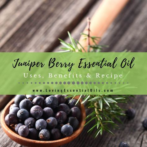 In this spotlight, you will learn the uses and benefits of juniper oil plus DIY Juniper Essential Oil Recipes you can make. The scent of juniper is reminiscent of walking through a forest. This woodsy oil has sweet and fruity undertones that create a refreshing aroma. Fill your home with this fragrance to enjoy calming Benefits Of Berries, Juniper Oil, Juniper Essential Oil, Herb Oil, Juniper Berry Essential Oil, Berry Recipes, Infused Oil, Juniper Berries, Rub Recipes