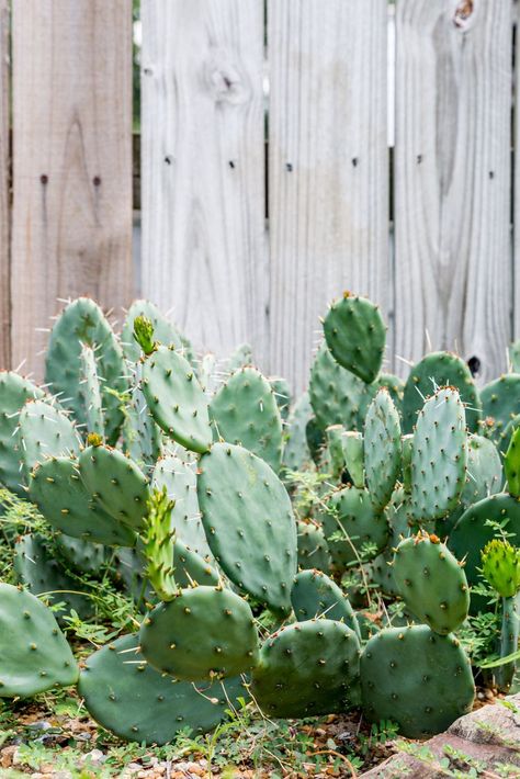 Outdoor Cactus Garden Landscaping, Growing Cactus Outdoors, Eastern Prickly Pear Cactus, Growing Prickly Pear Cactus, Spineless Prickly Pear Cactus, Prickly Pear Cactus Landscape, Cactus Garden Outdoor, Cactus Benefits, Prickly Pear Recipes