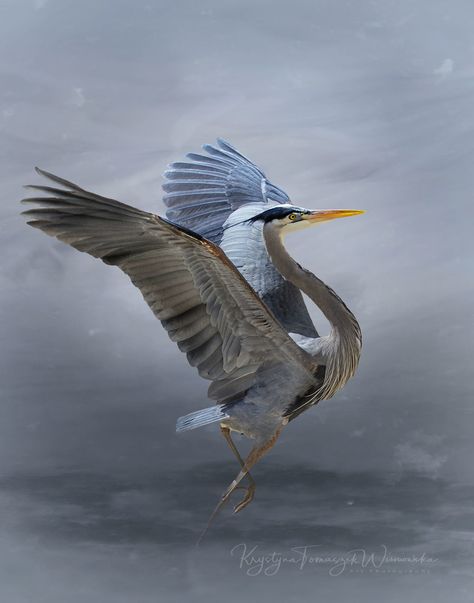 Heron Flying, Bird Reference, Lose Myself, Shore Birds, Heron Art, Gold Class, Amazing Birds, Great Blue Heron, Flying Birds