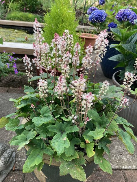 Tiarella Spring Symphony foam flower Tiarella Spring Symphony, Foam Flower, Foam Flowers, Garden Plants, Plants, Flowers