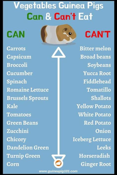 Fun Pets To Own, Guinea Pig Diet Chart, Facts About Guinea Pigs, Guinea Pig Food Ideas, How To Take Care Of Guinea Pigs, Guinea Pig Checklist, Guinea Pig Set Up Ideas, Guinea Pig Care Chart, Abyssinian Guinea Pigs